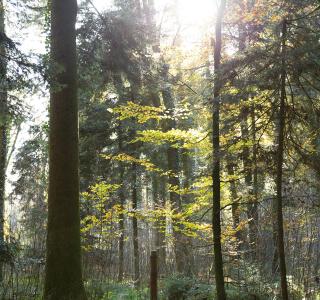 Korporation Sursee Home Wald